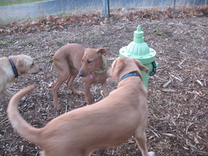 Lovin' the new Hydrant