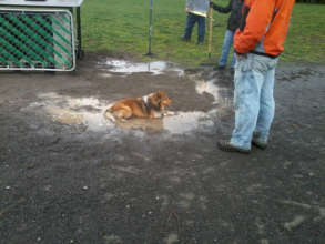 Canine Help at Work Party