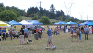 Tent Vendor Fair