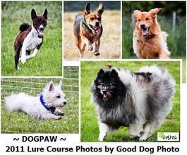 Lure Coursing