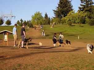 DOGPAW's Happy Dog Campaign