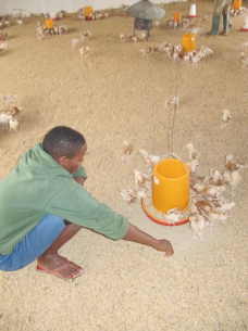 Caring for the chicks