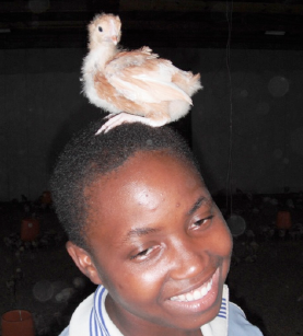 Getting to know the chicks