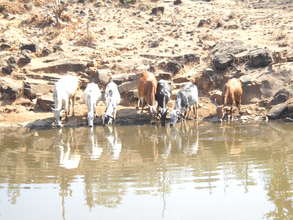 Cattle at the Jhambulpada Check Dam
