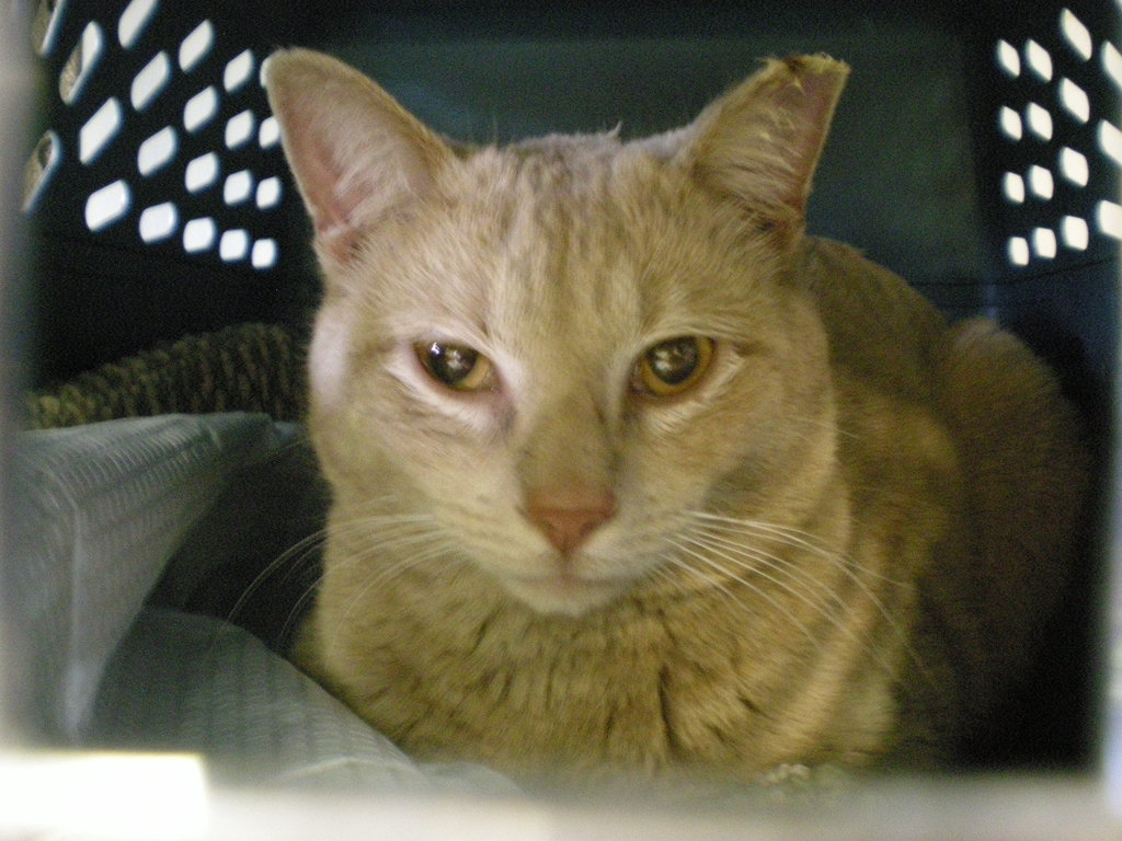 Sterilize feral cats for the disabled & elderly