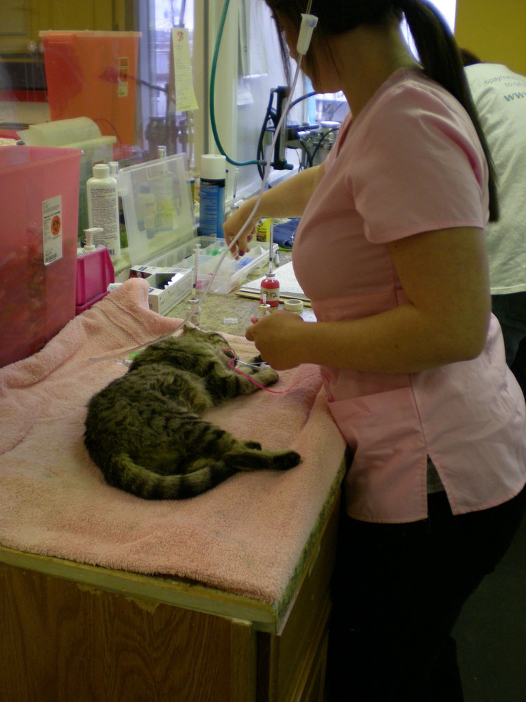 Sterilize feral cats for the disabled & elderly