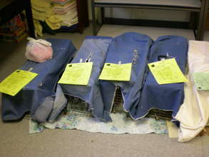 Feral cats in traps after sterilization