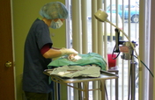 Sterilize feral cats for the disabled & elderly