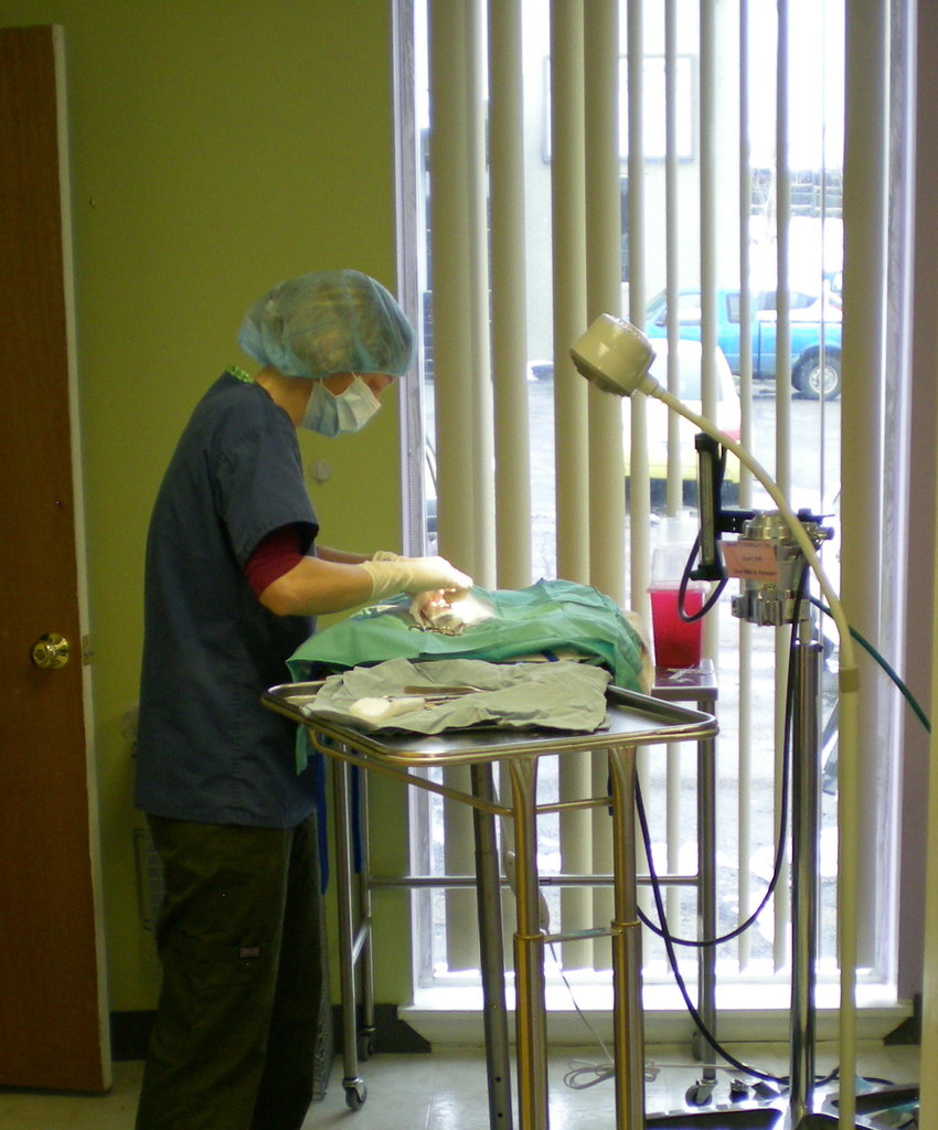 Sterilize feral cats for the disabled & elderly