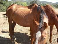 Rescue 50 Horses From Slaughter!