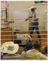 Rescue 50 Horses From Slaughter!