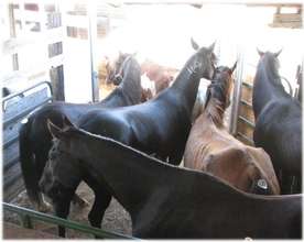 Horses