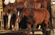 Rescue 50 Horses From Slaughter!