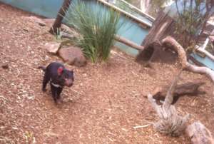 A Happy Devil in its home at Bonorong