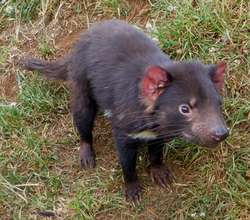 Hope for the future for this young devil