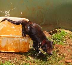 Enjoying a dip on a hot day