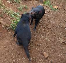 Smell is an important means of communication