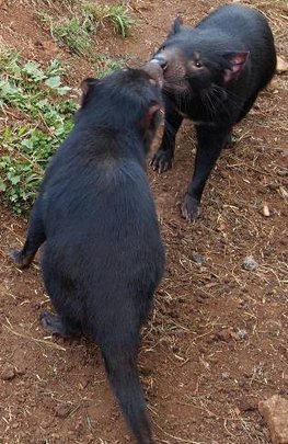 Smell is an important form of communication