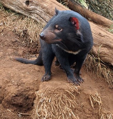 Devils like to get up high for a look and a sniff
