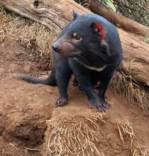 Devils like to get up high for a look and a sniff