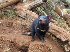 Devils love watching from a high vantage point