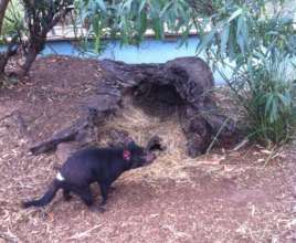 Happy Devils retire in Style!