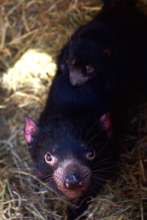 Nymeria and baby Kalina