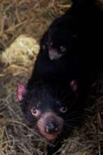 Nymeria and her new baby devil