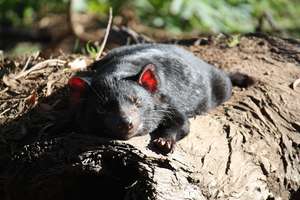 The enclosure will enable older Devils to relax