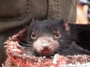 Tasmanian Devil Breeding project