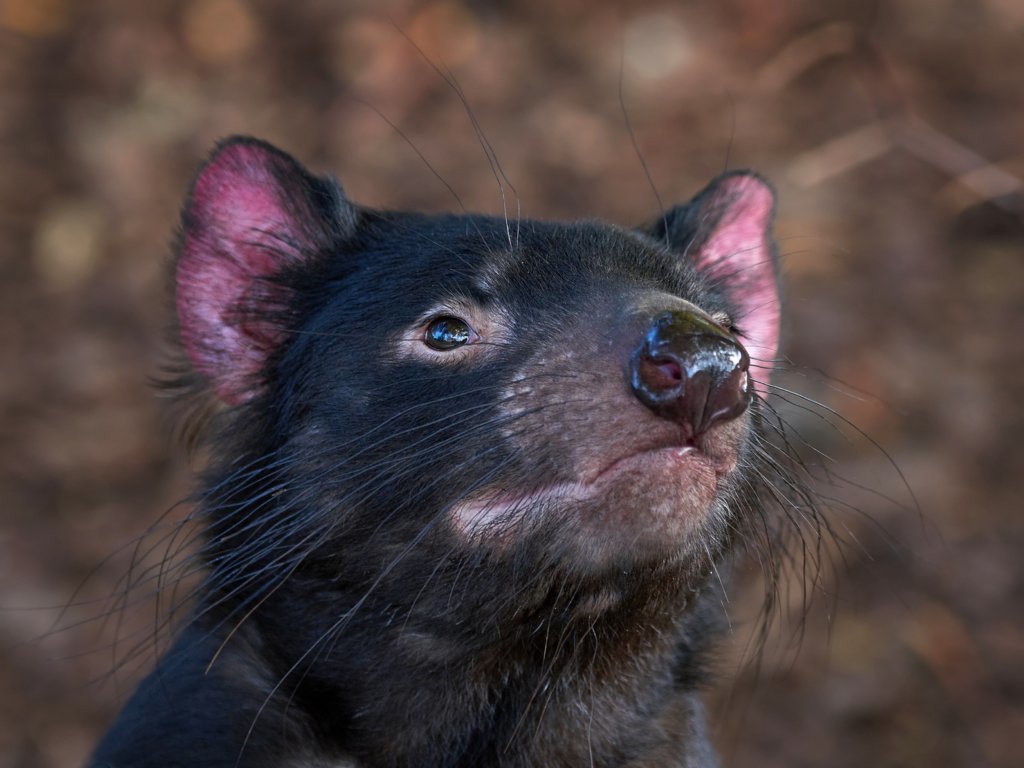Tasmanian Devil