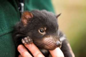 Tasmanian Devil successful breeding project