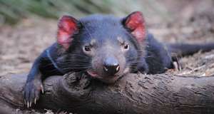Tasmanian Devil Relaxing!