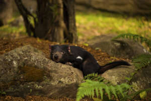 If only the Devil's life was so simple