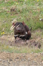 A Wild Devil with the deadly Tumour Disease