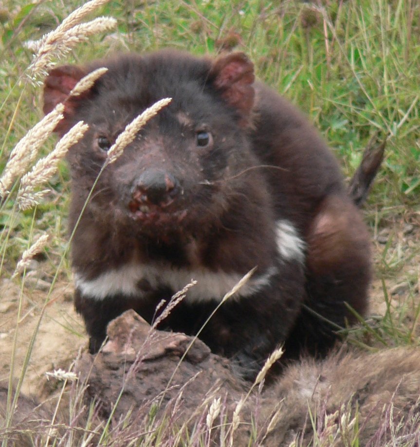Wild Devil with fatal Devil Facial Tumour Disease