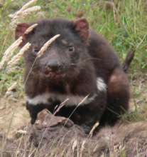 Wild Devil with fatal Devil Facial Tumour Disease