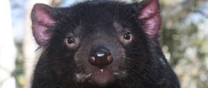 Tasmanian Devil