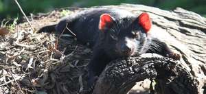 Tasmanian Devil relaxing in the sun