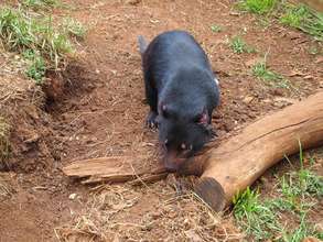 Retired Devils will be able to seek out new scents