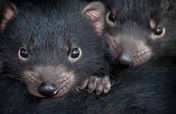 Help Save the Tasmanian Devil