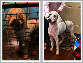 Marley Before & After
