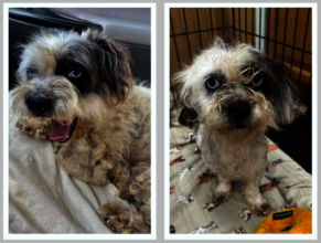 Cinder Before & After