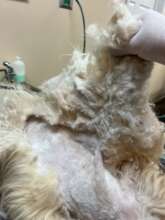 Shadow's grooming process