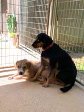 Peanut & Lucy
