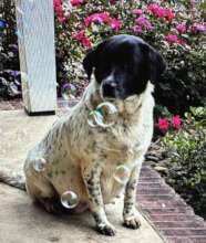 Roxie