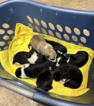 Roxie's Puppies