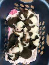 Mitzie's Puppies