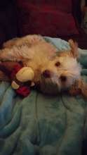 BG Resting in Bed