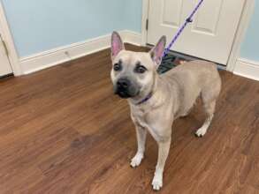 Bobbie (in our care for 1 year)